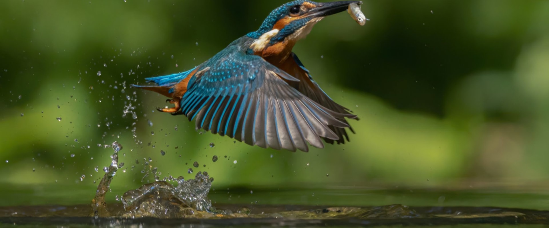 Die Schönheit der Tierwelt einfangen: Tipps für bessere Reisefotografie