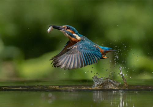 Die Schönheit der Tierwelt einfangen: Tipps für bessere Reisefotografie